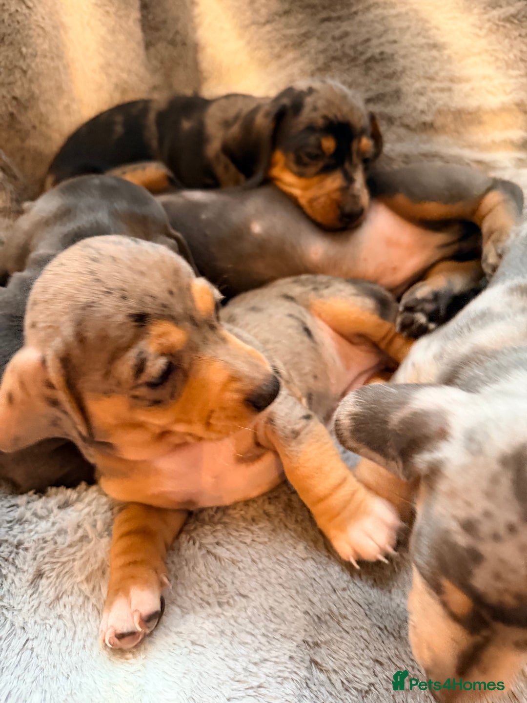 Dachshund dogs for sale: Family dogs first puppies - stunning Dachshunds  - Advert 18