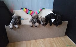 Miniature Schnauzer dogs for sale: Miniature Schnauzer puppies kc reg Ready to view - Image 20