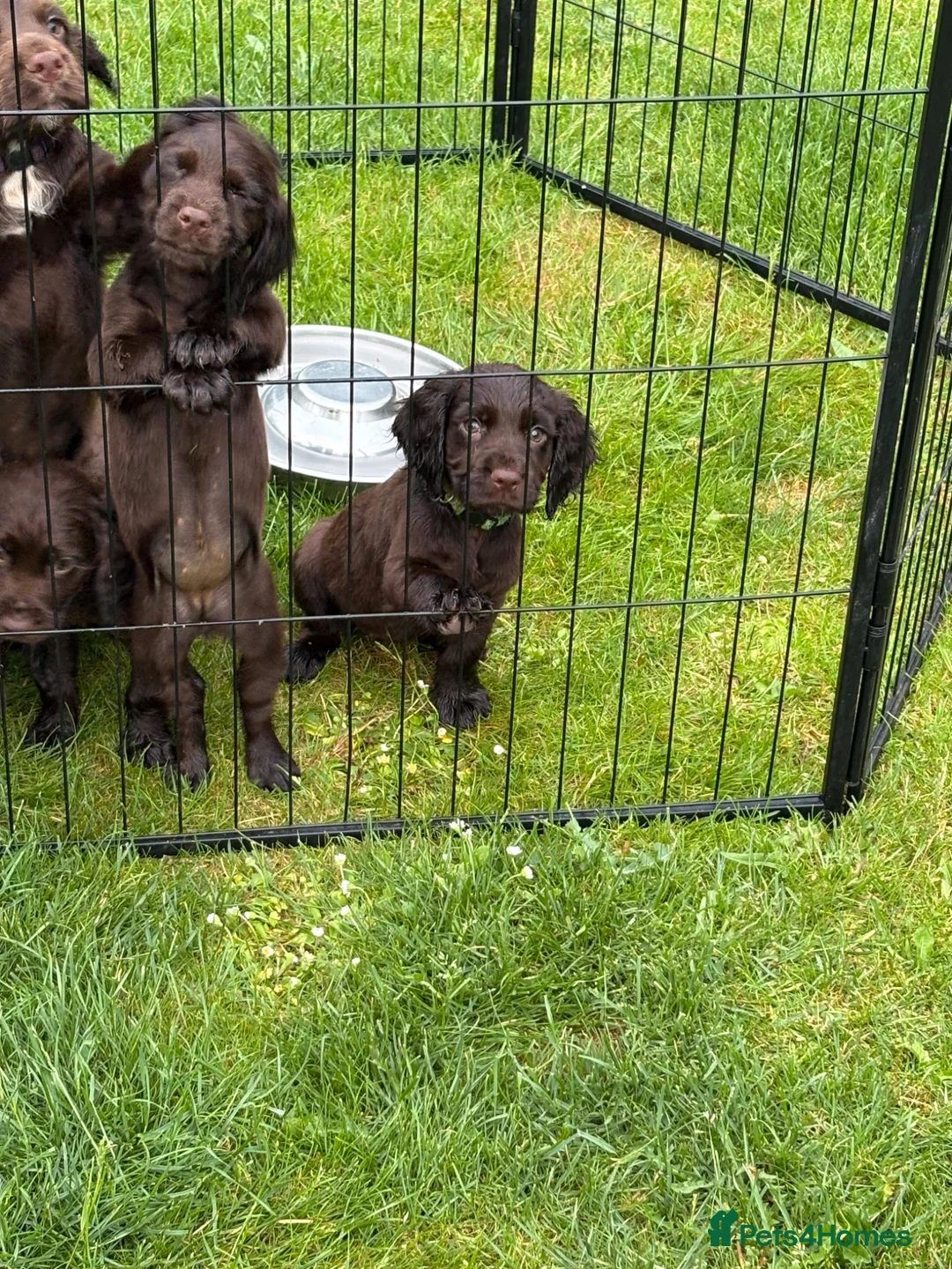 Cocker Spaniel dogs for sale: Cocker spaniel female pup 10 weeks old - Advert 2
