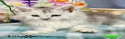 Maine Coon cats for sale: 🐾💠 *TICA REG* SILVER MAINE COON KITTENS 💠🐾 - Advert 12