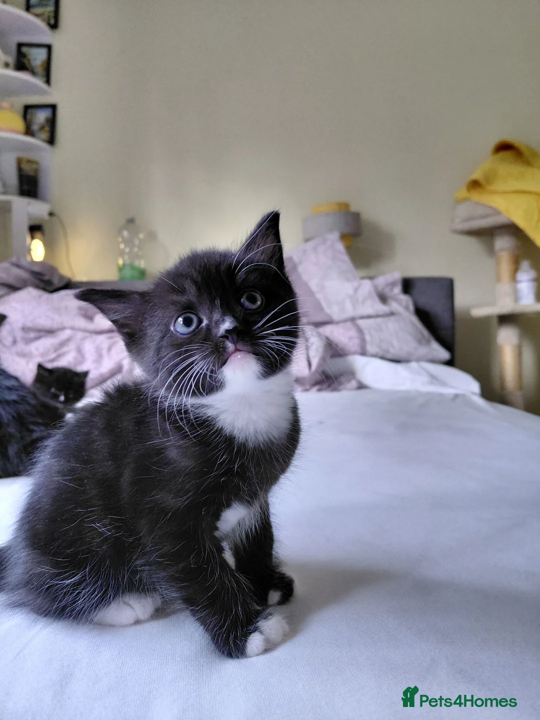 Mixed Breed cats for sale: 5 kittens are looking for a forever home - Advert 9