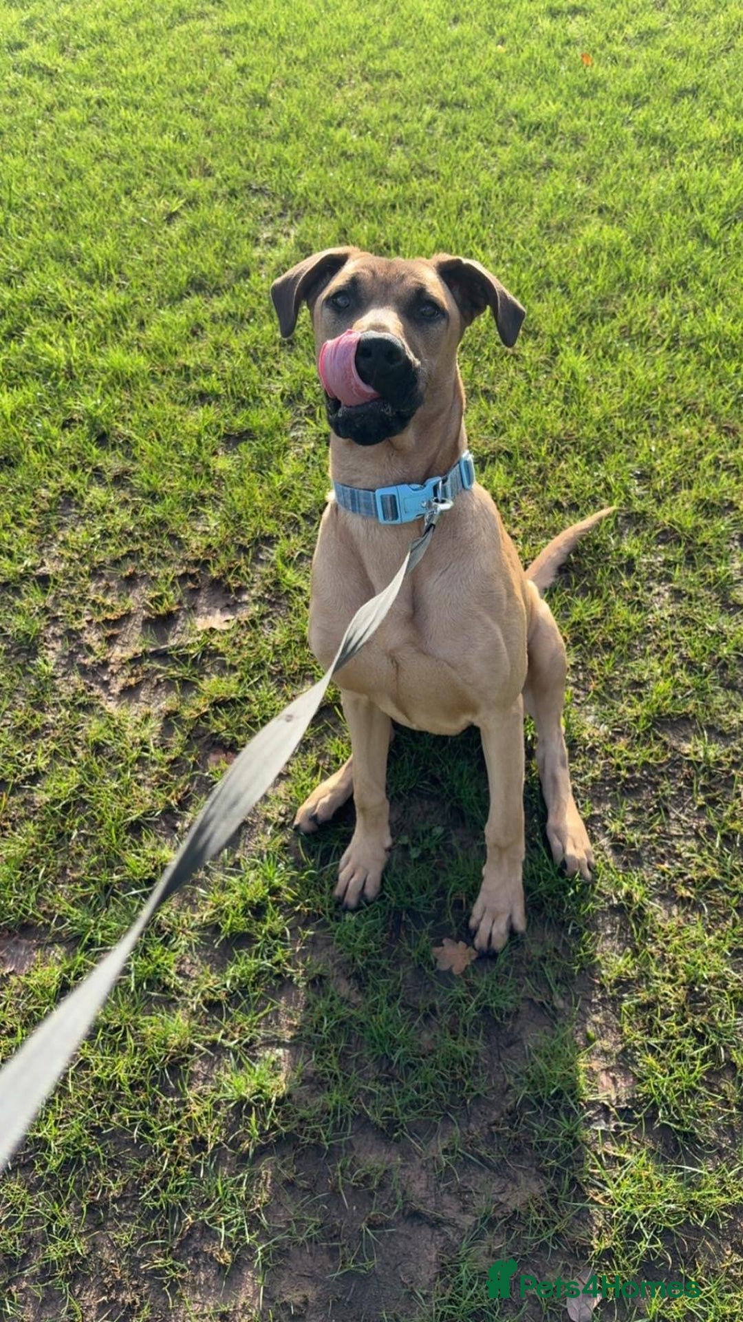 Mixed Breed dogs for sale: Gerrard - Doberman x Presa Canario - Advert 5