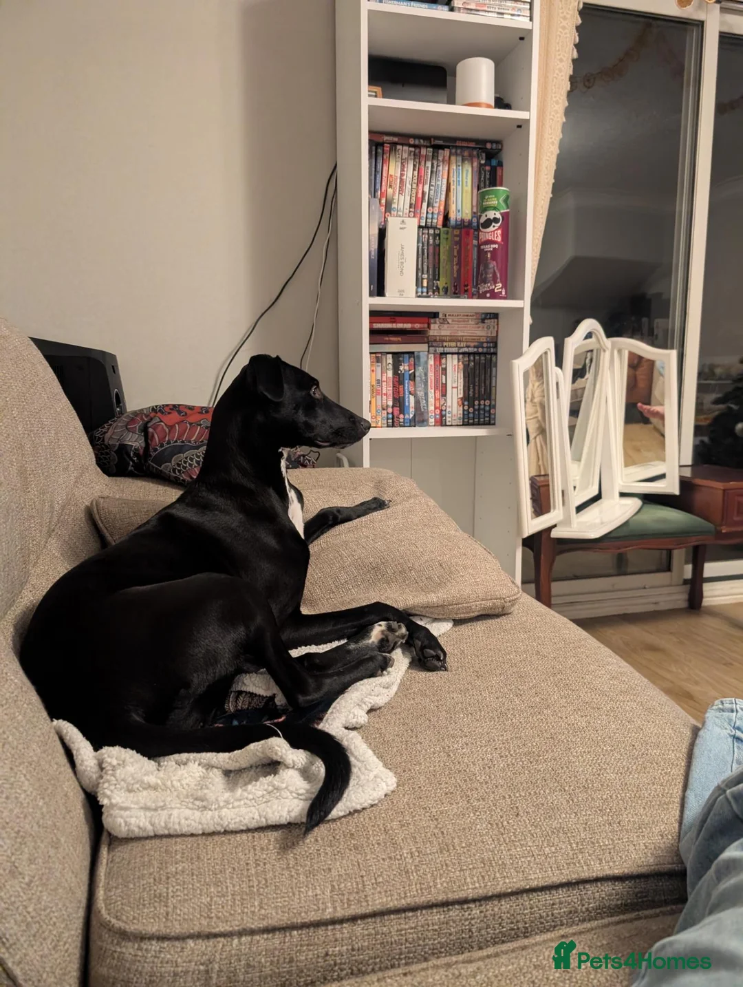 Mixed Breed dogs for sale: Dalmatian x collie girl Maggie for rehoming in Haverhill - Advert 1
