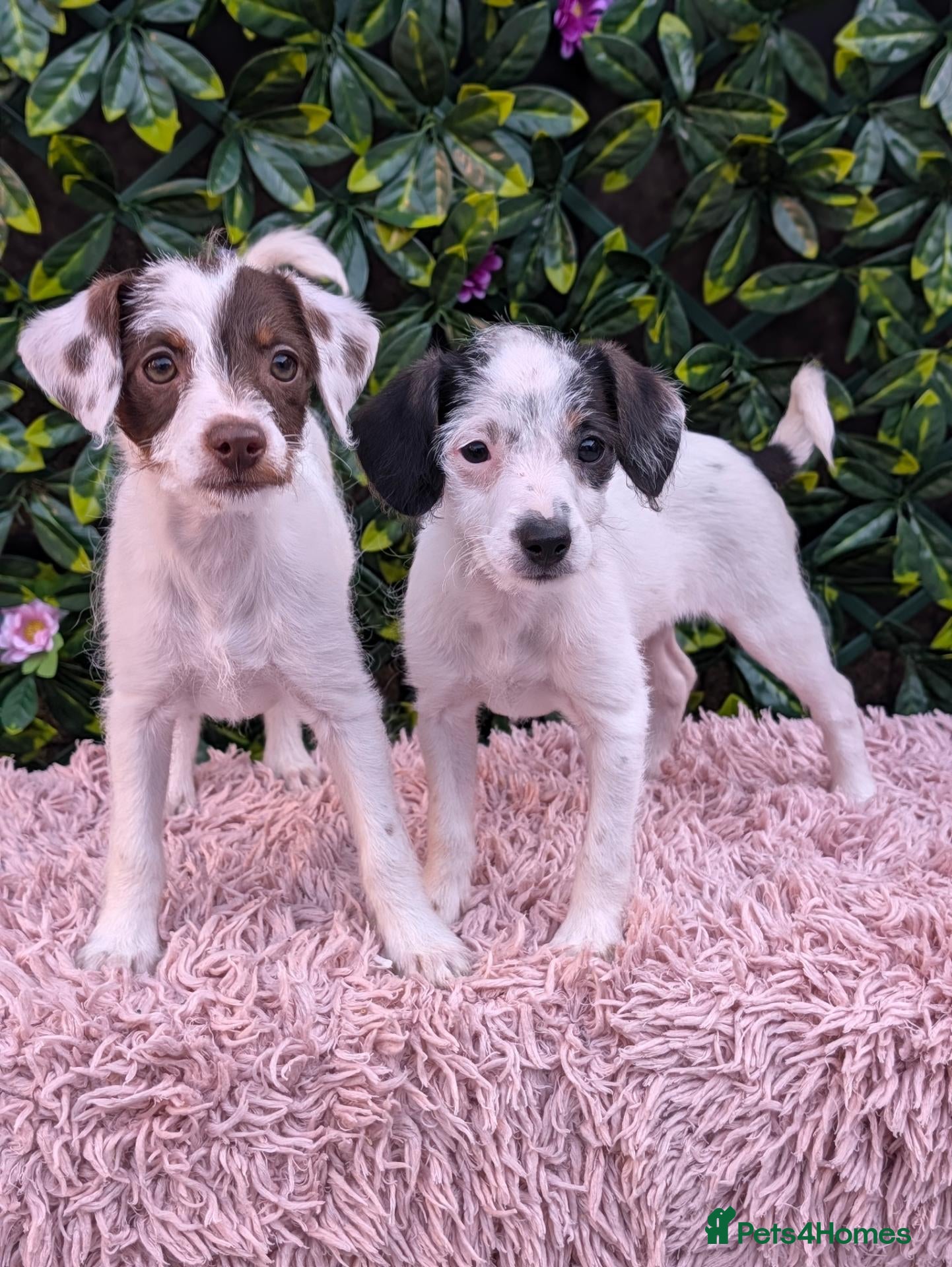 Jack Russell dogs Beautiful Jack Russell READY FOR NEW FAMILYS  - Advert 1