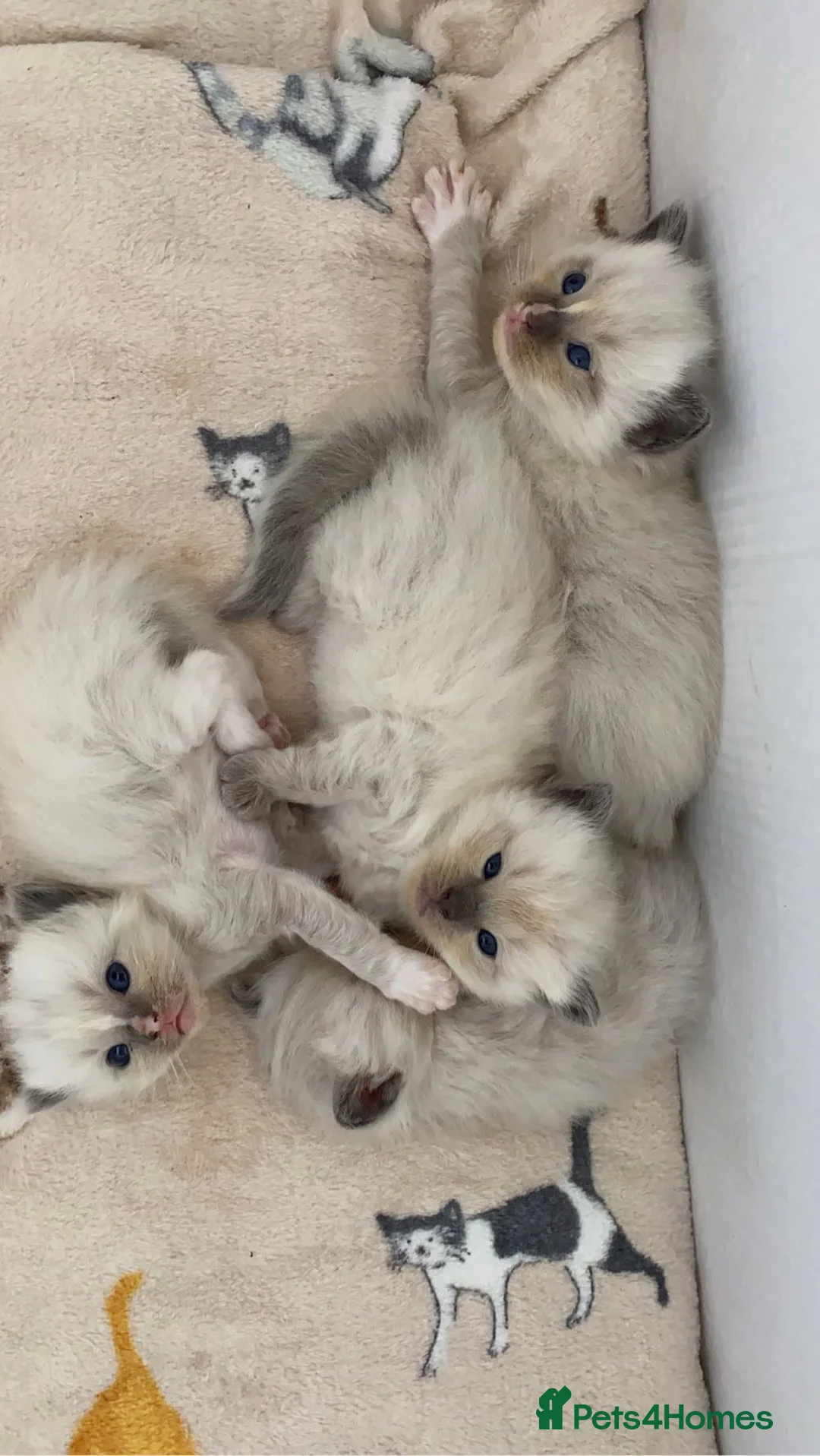 Ragdoll cats for stud: BEAUTIFUL BLUE POINT LARGE STUD RAGDOLL in Preston - Advert 20