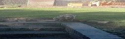 Mixed Breed dogs for sale: Bedlington cross whippet in Alfreton - Advert 3