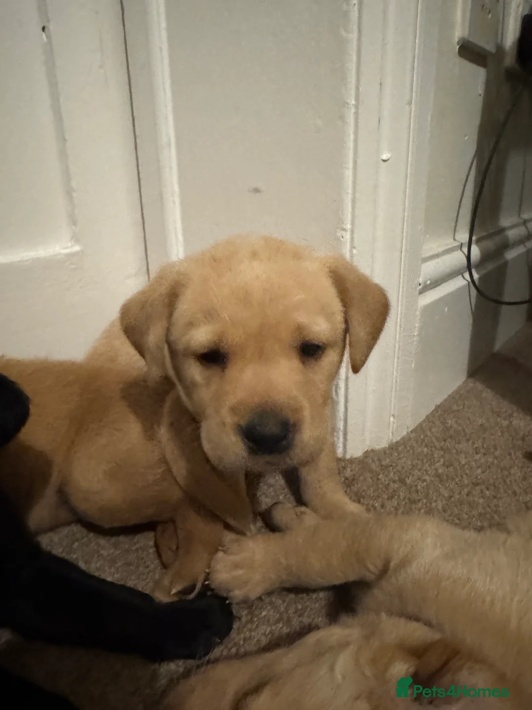 Labrador Retriever dogs for sale: Beautiful KC registered Lab boys  - Advert 13