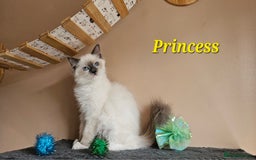 Ragdoll cats for sale: Only 2 girls left,Champion blood, TICA kittens in Nelson - Image 16