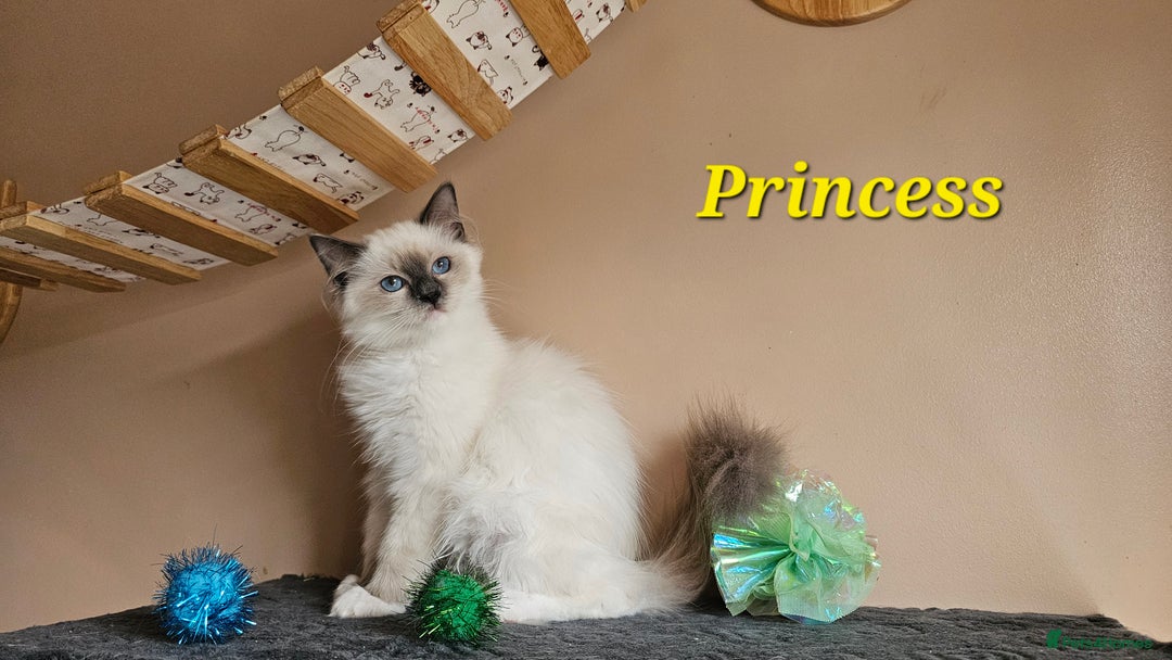 Ragdoll cats for sale: Only 2 girls left,Champion blood, TICA kittens in Nelson - Image 16