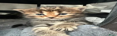 Maine Coon Kitten 1