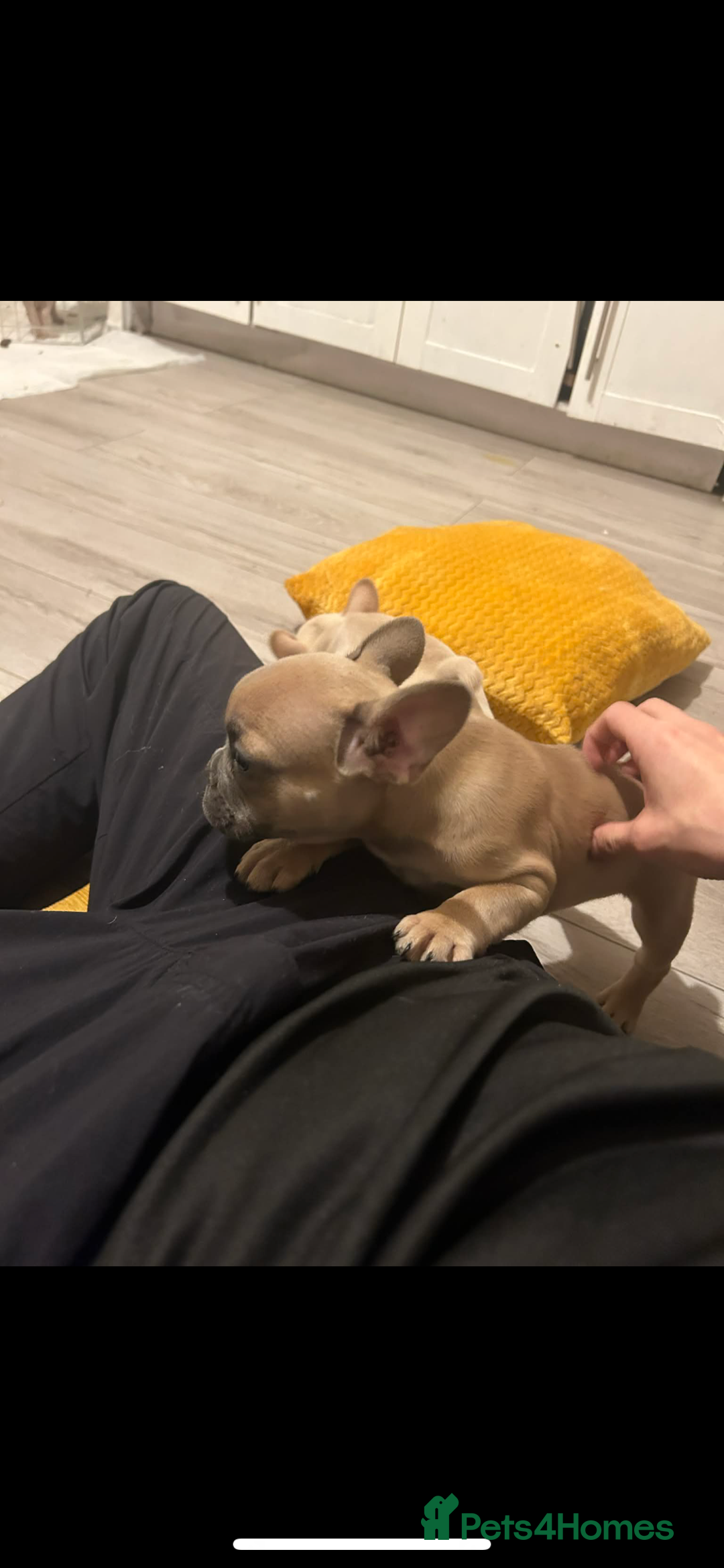 French Bulldog dogs for sale: French bulldog pups ready Now reduced‼️ - Advert 4