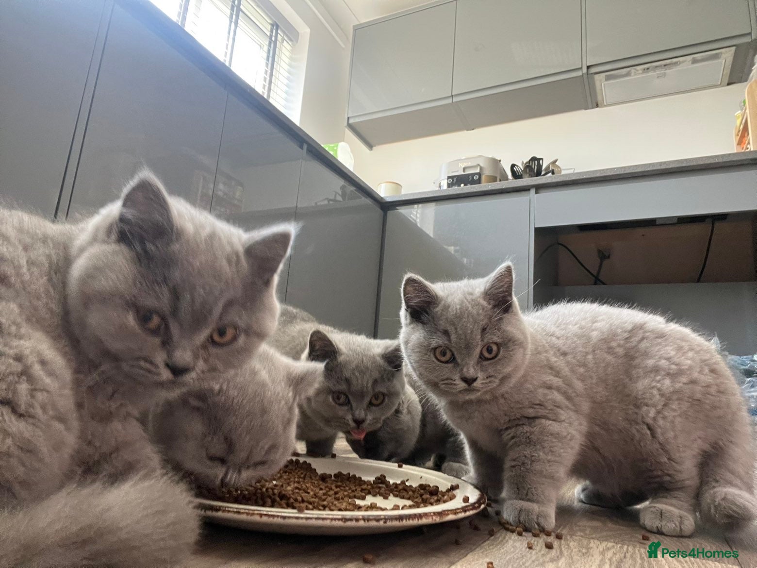British Shorthair cats TICA registered champion bloodline BSH kittens - Advert 1