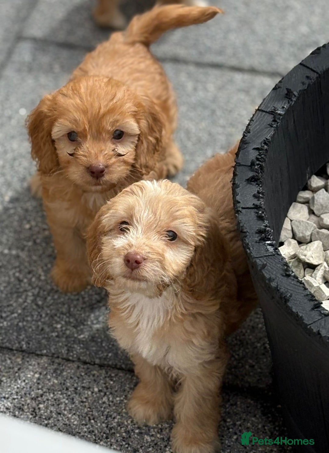 Cockapoo dogs for sale: Adorable cockapoos - Image 9