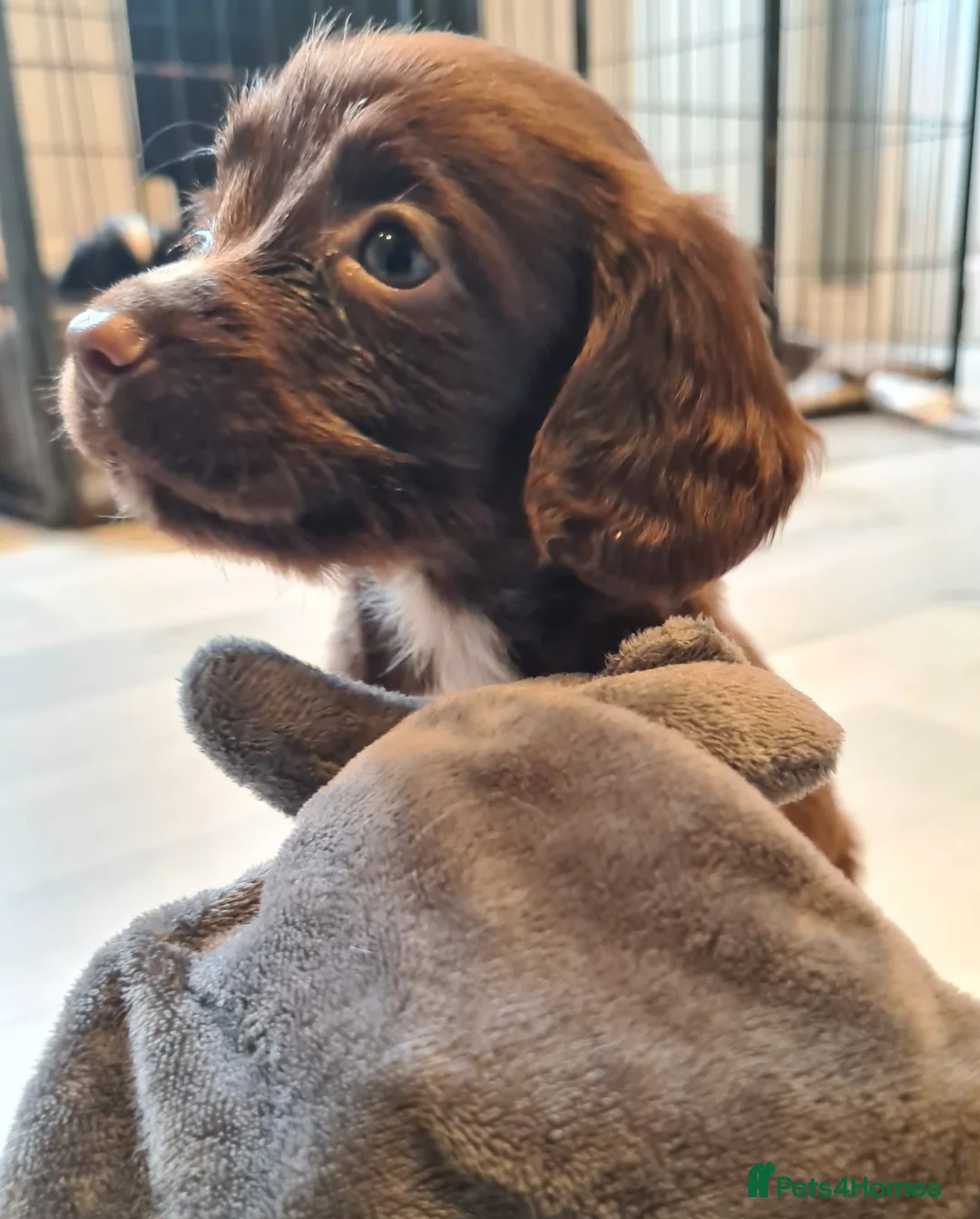 English Springer Spaniel dogs for stud: Proven Liver & White English Springer Spaniel Stud in Swansea - Advert 14