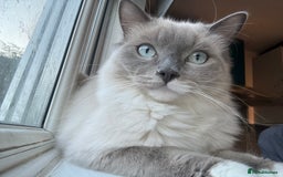 Ragdoll cats for sale: Lucky - rehoming  - Image 6