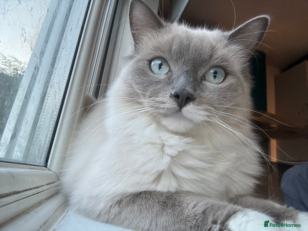 Ragdoll cats for sale: Lucky - rehoming  - Image 6