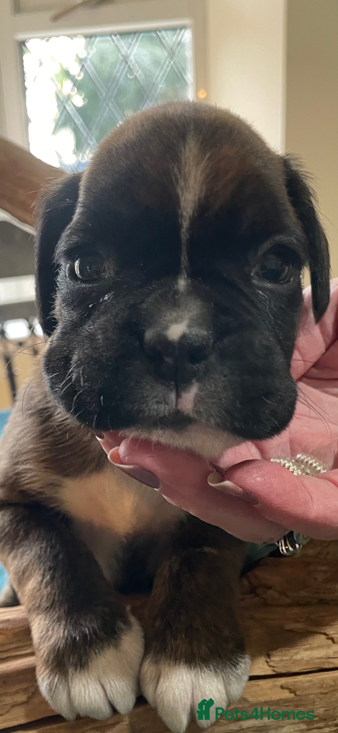 Boxer dogs for sale: ASTONISHING KC REGISTERED BOXER PUPPIES!  - Image 25