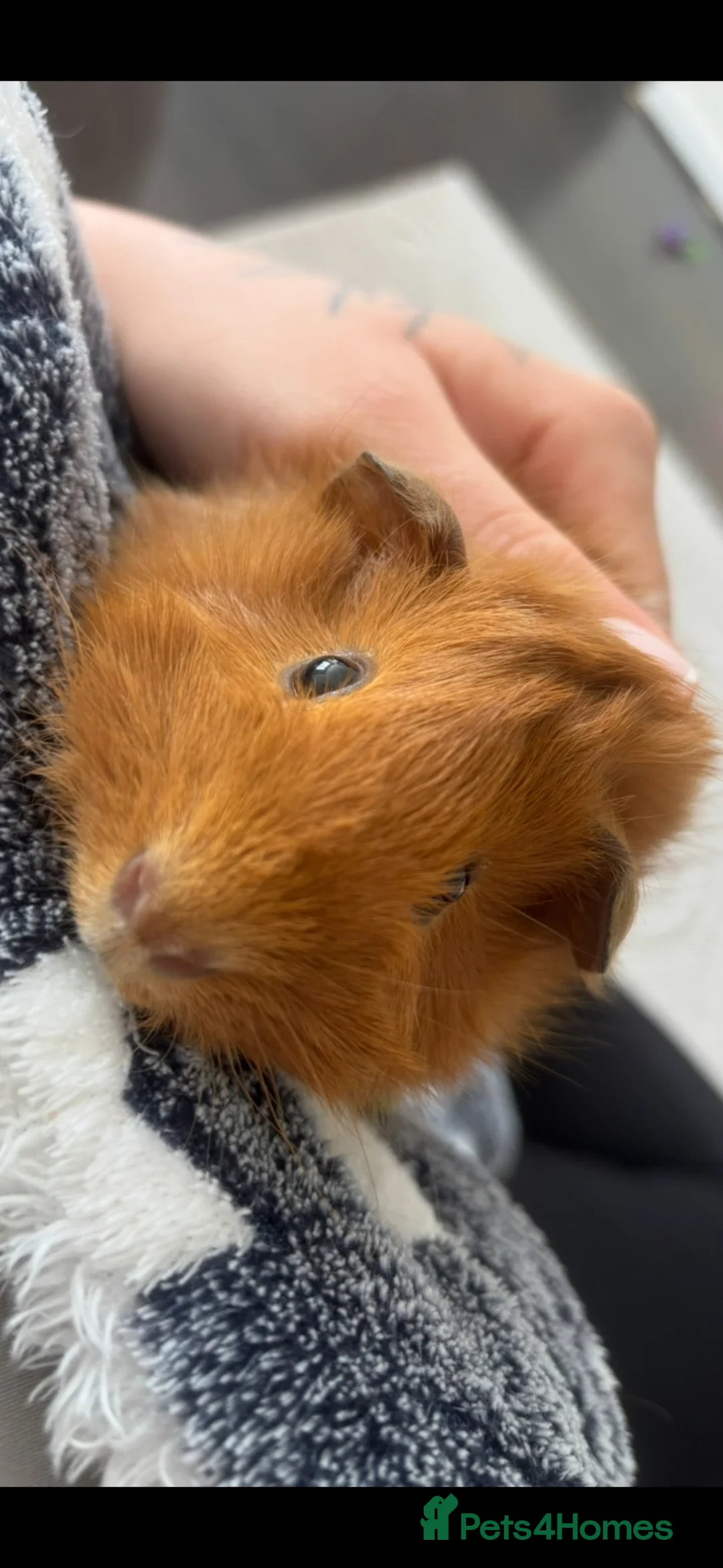 Guinea Pig rodents for sale: Male guinea pig pair in Milton Keynes - Advert 2
