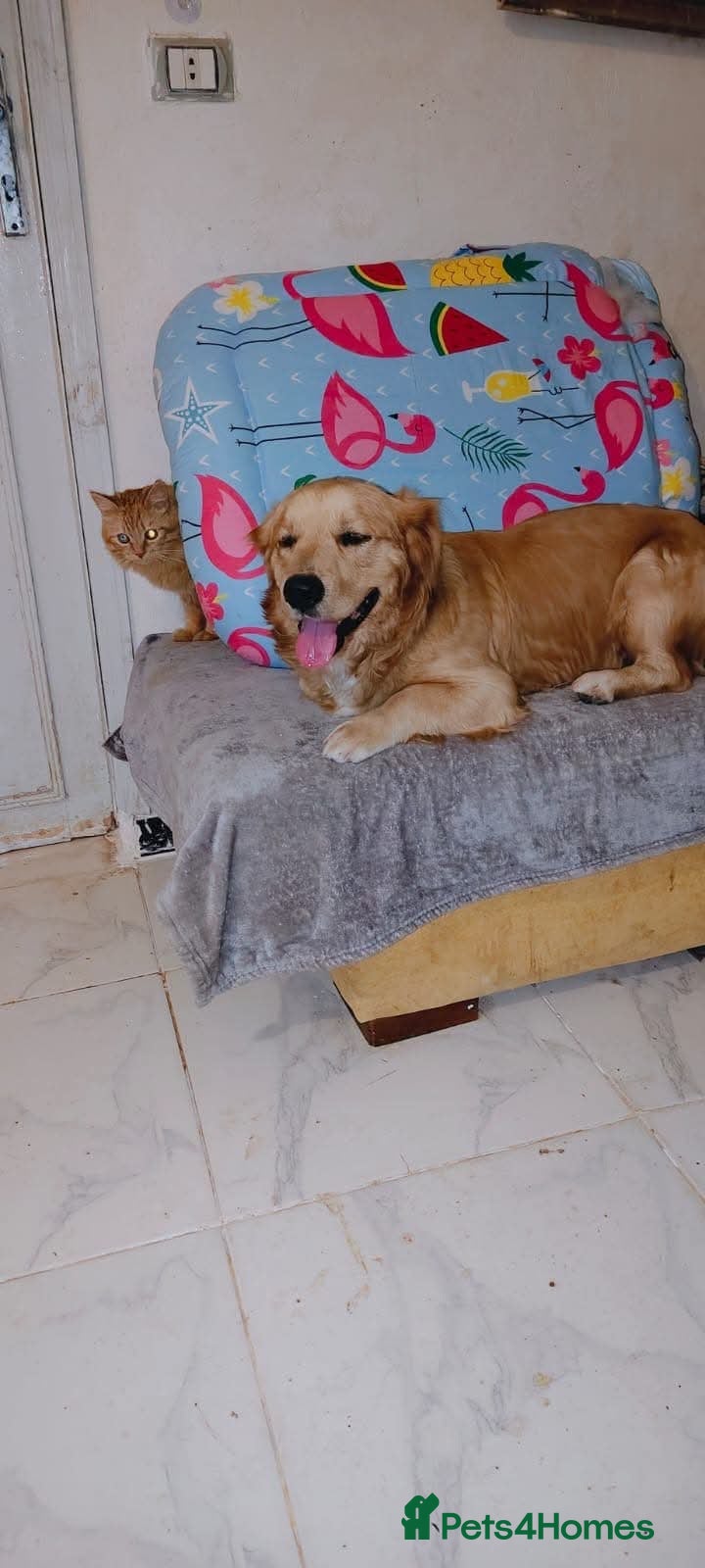 Golden Retriever dogs My name is Barney and I love cats (and dogs) - Advert 1