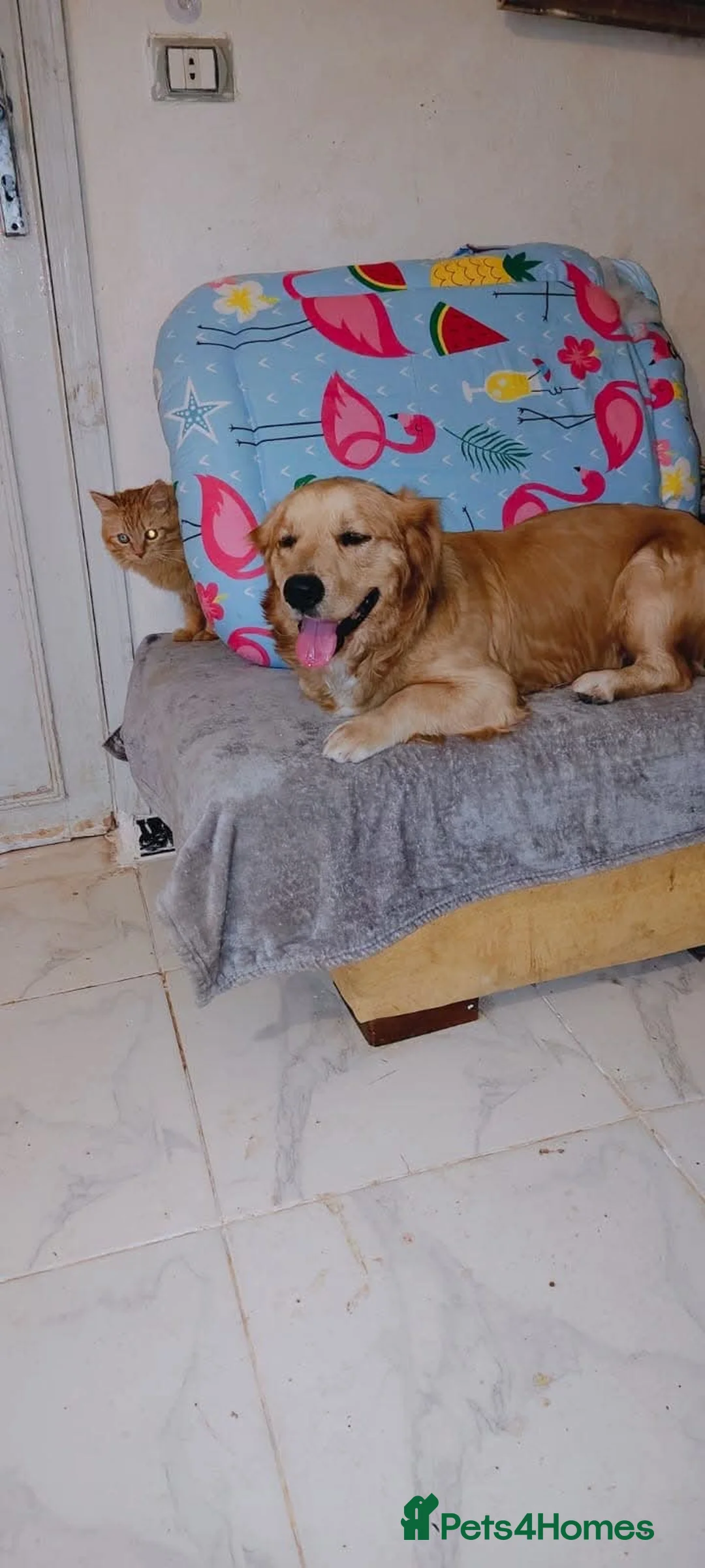Golden Retriever dogs for adoption: My name is Barney and I love cats (and dogs) - Advert 1