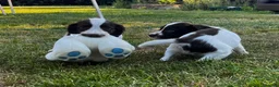 English Springer Spaniel dogs for sale: Lovely Liver and white puppies  in Launceston - Advert 3