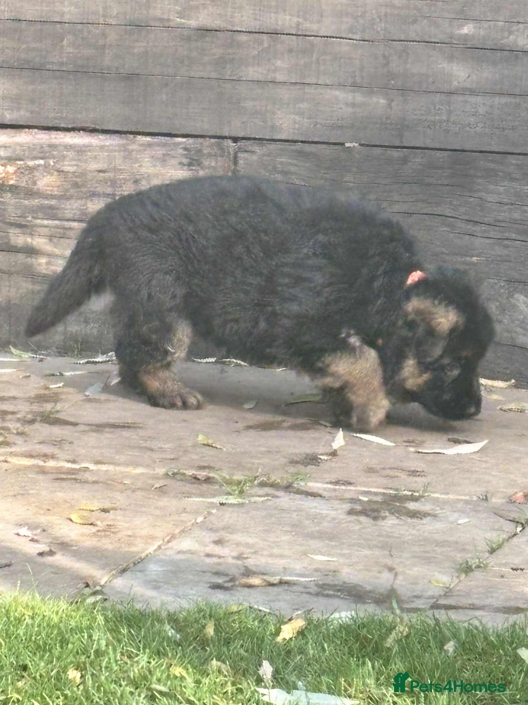 German Shepherd dogs for sale: German Shepherd Puppies KC registered - Image 14