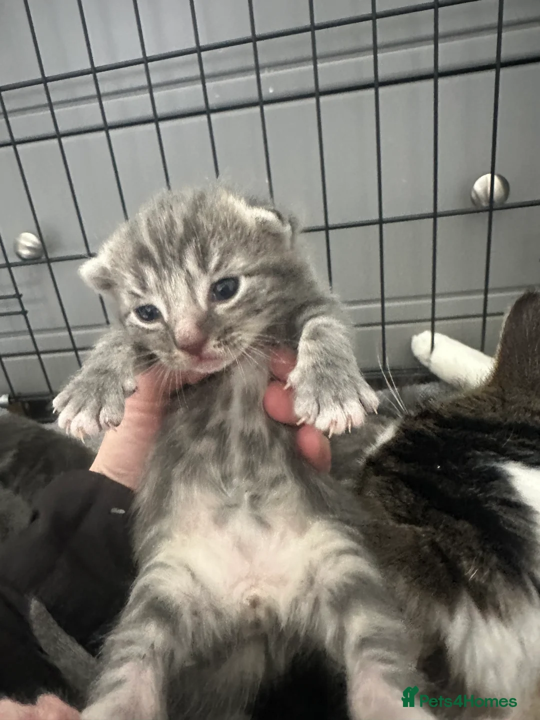 British Longhair cats for sale: Domestic long hair kittens in Liverpool - Advert 19