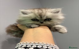 Persian cats for sale: Beautiful Grey Tortie Persian Kitten  - Image 6