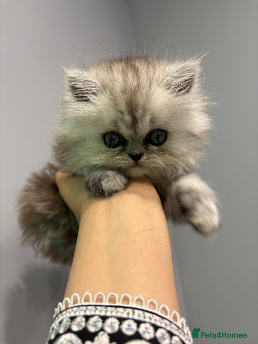 Persian cats for sale: Beautiful Grey Tortie Persian Kitten  - Image 6
