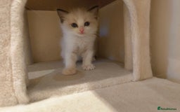 Ragdoll cats for sale: Pure Ragdoll kitten for sale  - Image 11