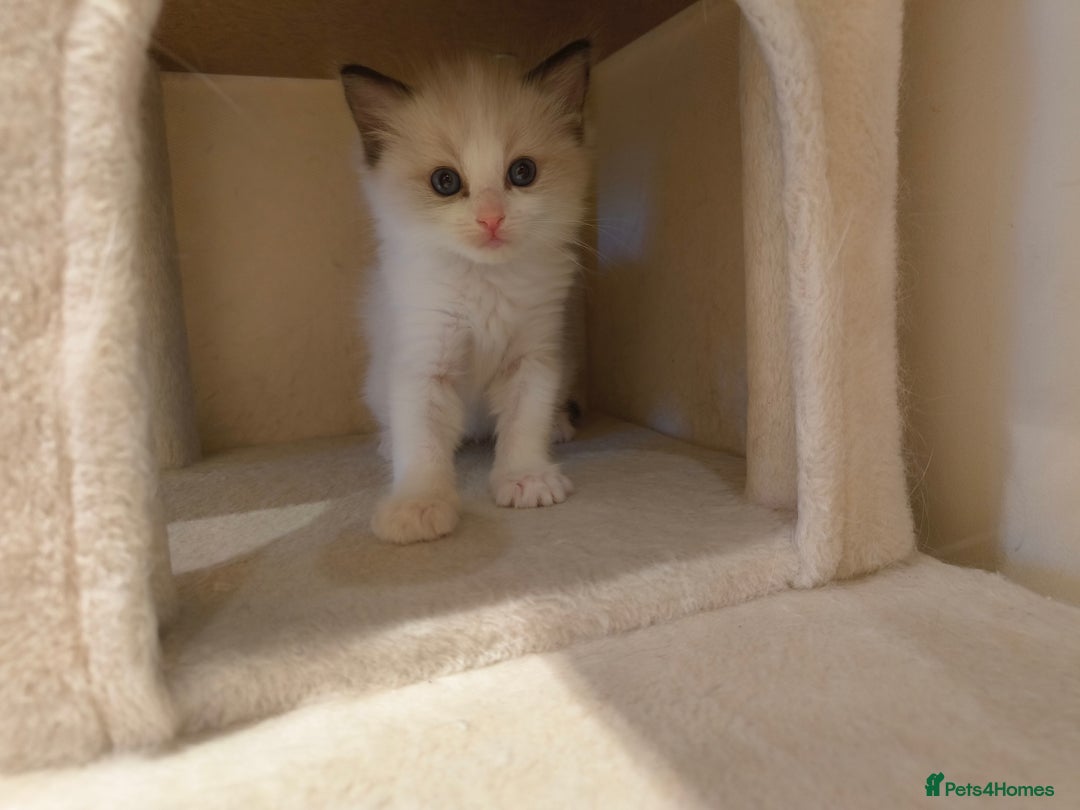 Ragdoll cats for sale: Pure Ragdoll kitten for sale  - Image 11