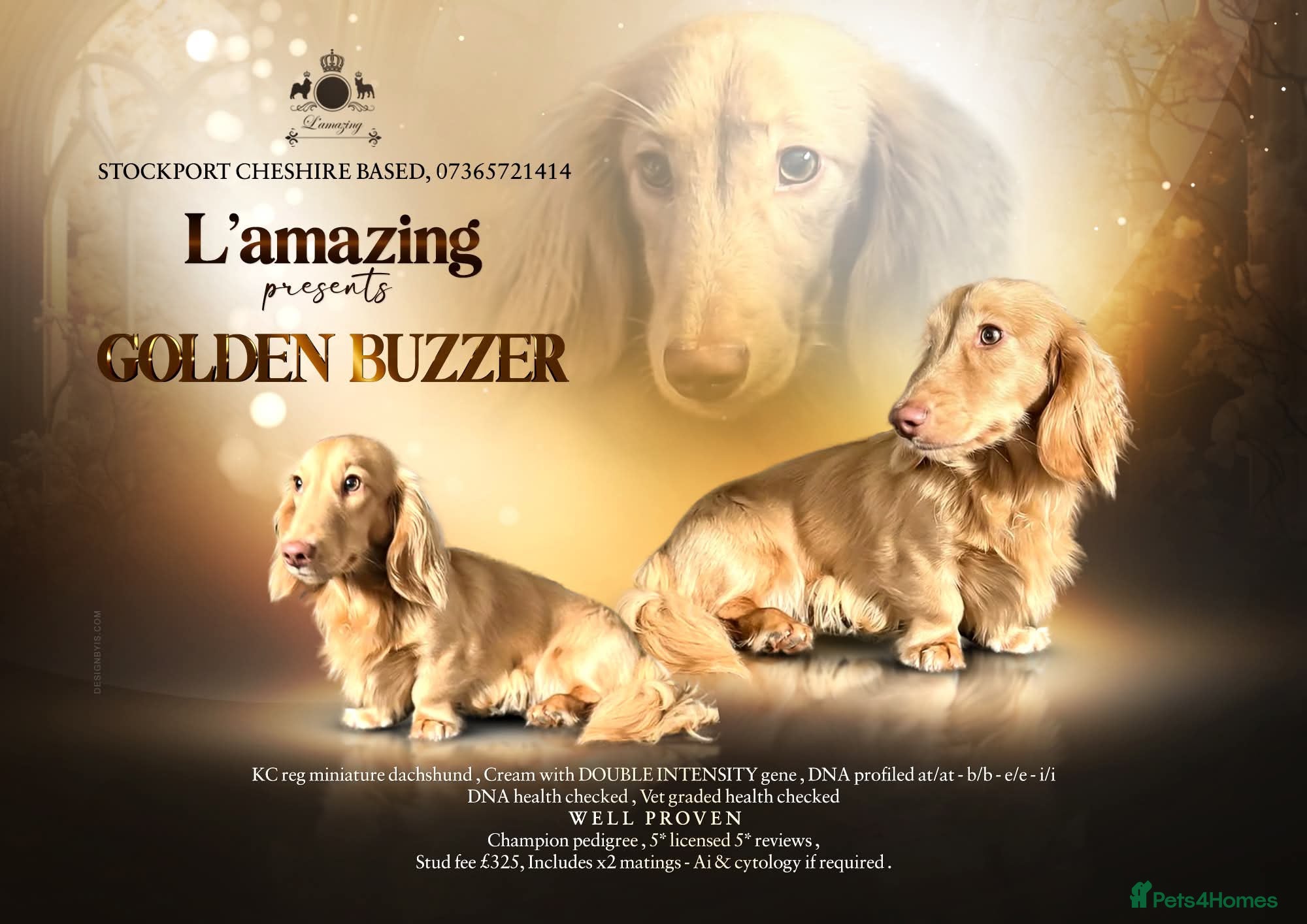 Miniature Dachshund dogs Stunning L/H mini cream X2 intensity KCreg proven  - Advert 2