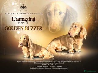 Miniature Dachshund dogs Stunning L/H mini cream X2 intensity KCreg proven - Advert 1