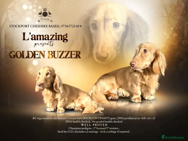 Miniature Dachshund dogs Stunning L/H mini cream X2 intensity KCreg proven - Advert 3