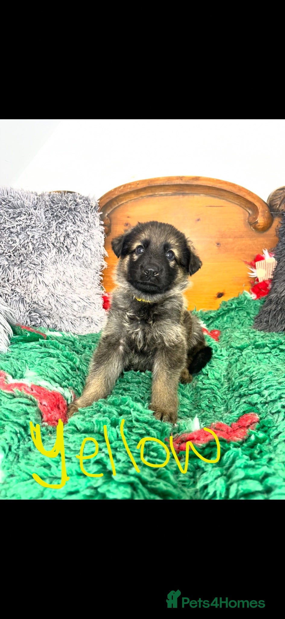 German Shepherd dogs 9 German shepherd puppies - Advert 2