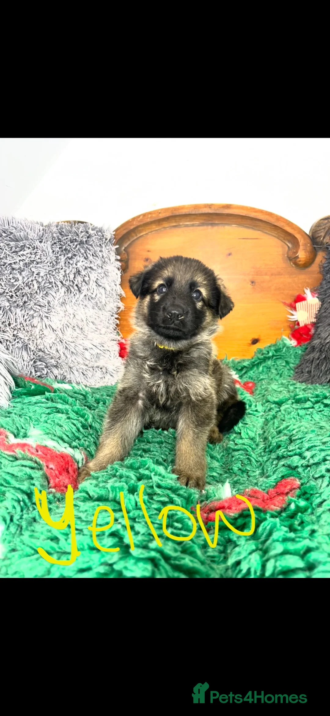 German Shepherd dogs for sale: 9 German shepherd puppies - Advert 2
