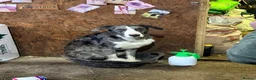 Lurcher dogs for sale: 2yo Blue Merle Lurcher, lovely kind and sweet  in Beaworthy - Advert 9