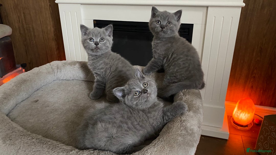 British Shorthair cats for sale: GCCF BRITISH SHORTHAIR KITTENS - Image 10