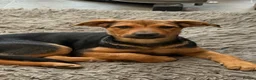 Mixed Breed dogs for sale:  Stunning Rottweiler × German Shepherd Puppies - Advert 7