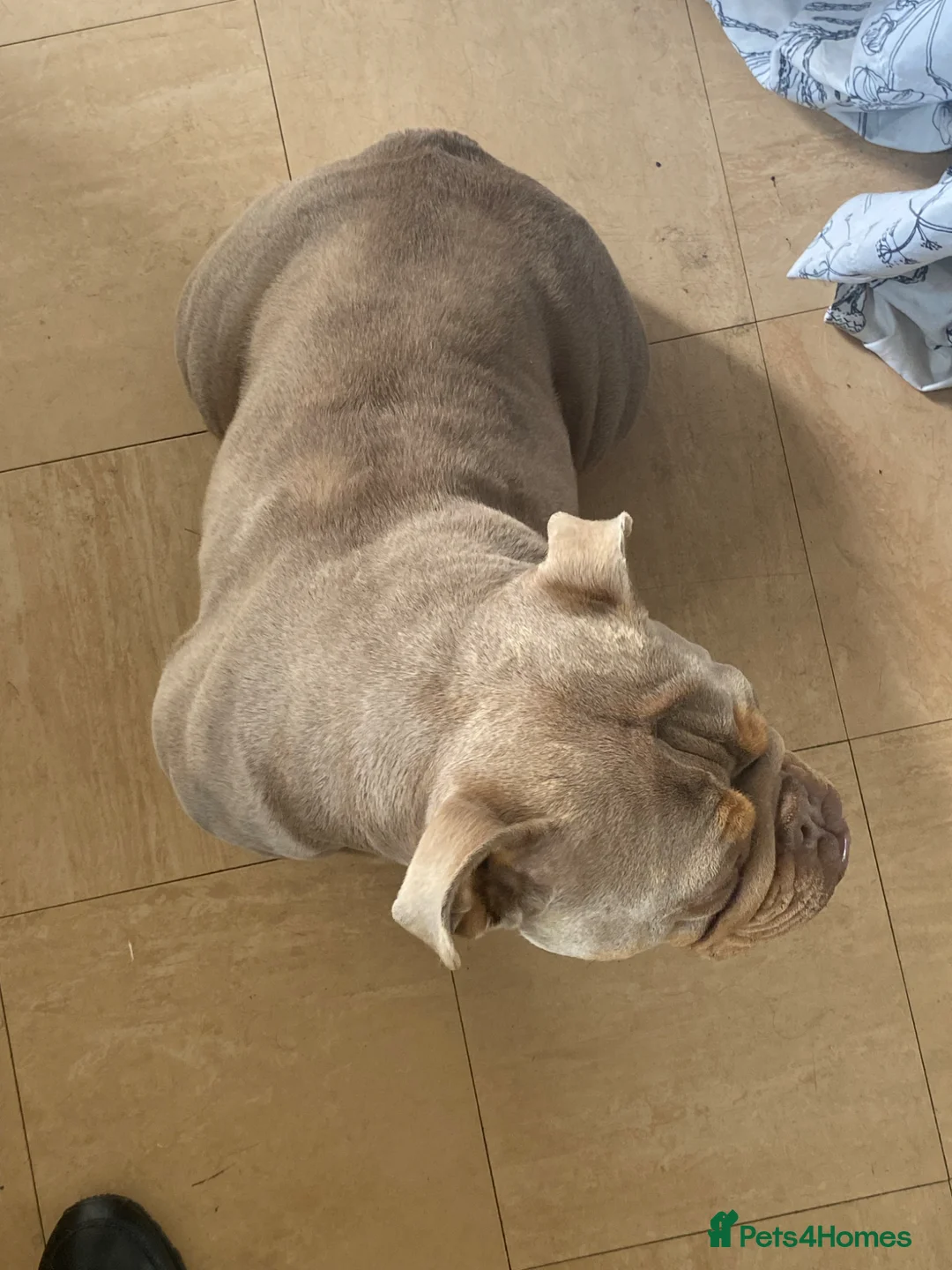 English Bulldog dogs for sale: Beautiful female lilac and tan English bulldog  - Advert 2