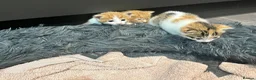 Mixed Breed cats for sale: Ginger calico kittens  - Advert 4