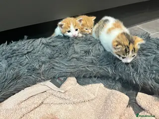 Mixed Breed cats Ginger calico kittens - Advert 1