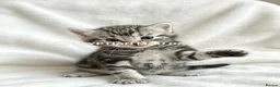 Egyptian Mau cats for sale: TICA reg SNOW LEOPARD EGYPTIAN MAU X BENGAL  - Advert 25