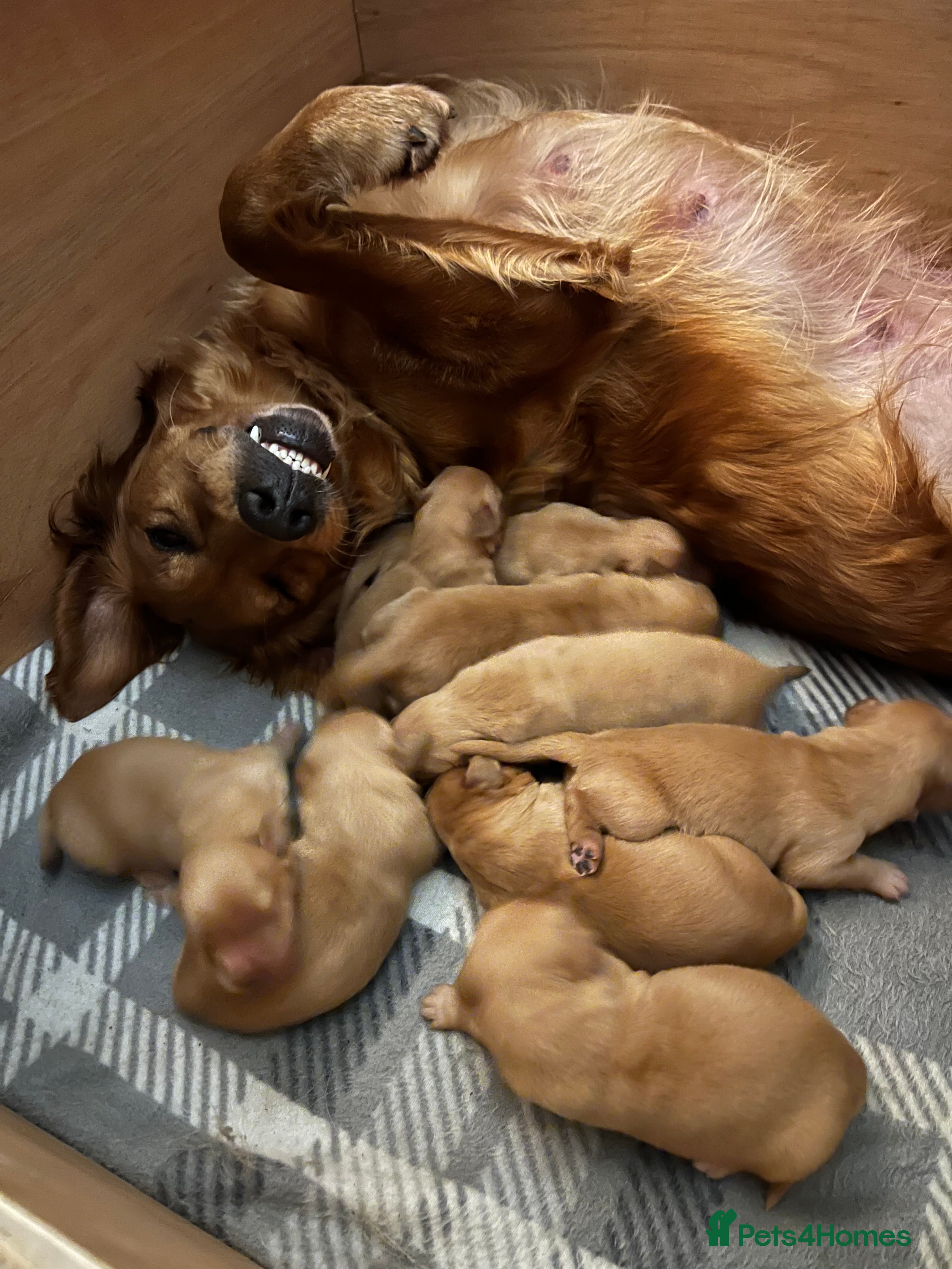 Golden Retriever dogs Tundra Retrievers KC Reg working Golden Retrievers - Advert 2