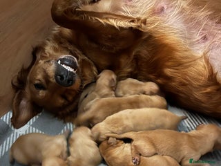 Golden Retriever dogs for sale - Advert 1