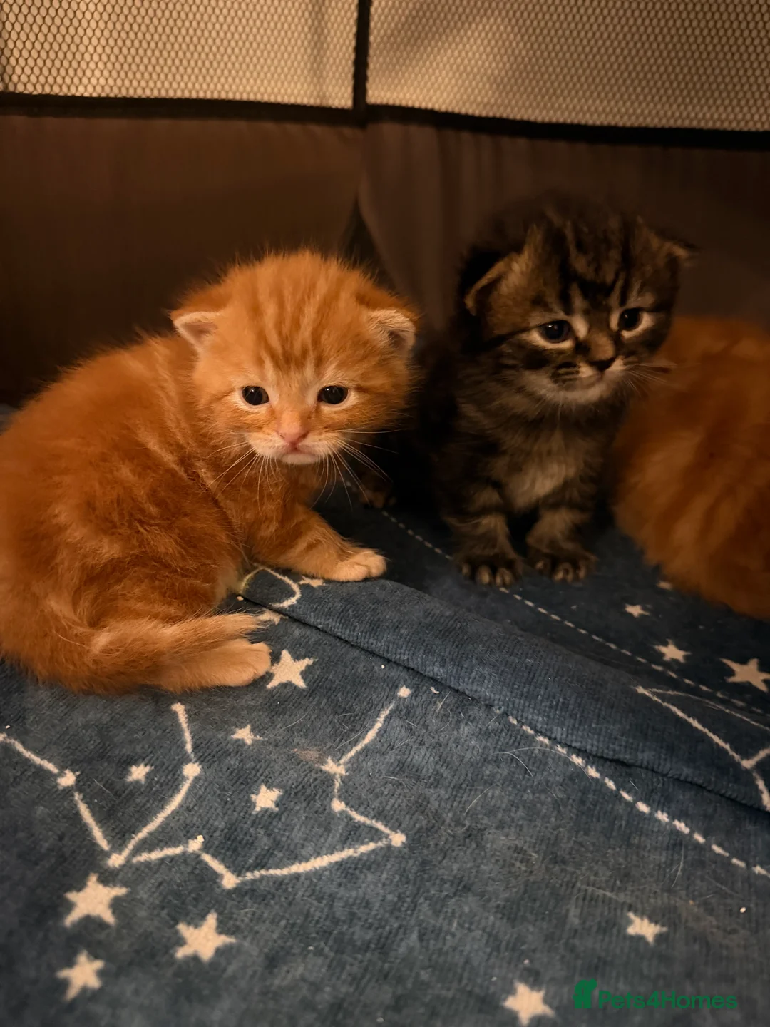 Mixed Breed cats for sale: Kittens - Advert 3