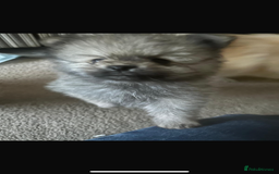Pomeranian dogs for sale: 5⭐️ 🏆 champion bloodline Pomeranians  - Image 14