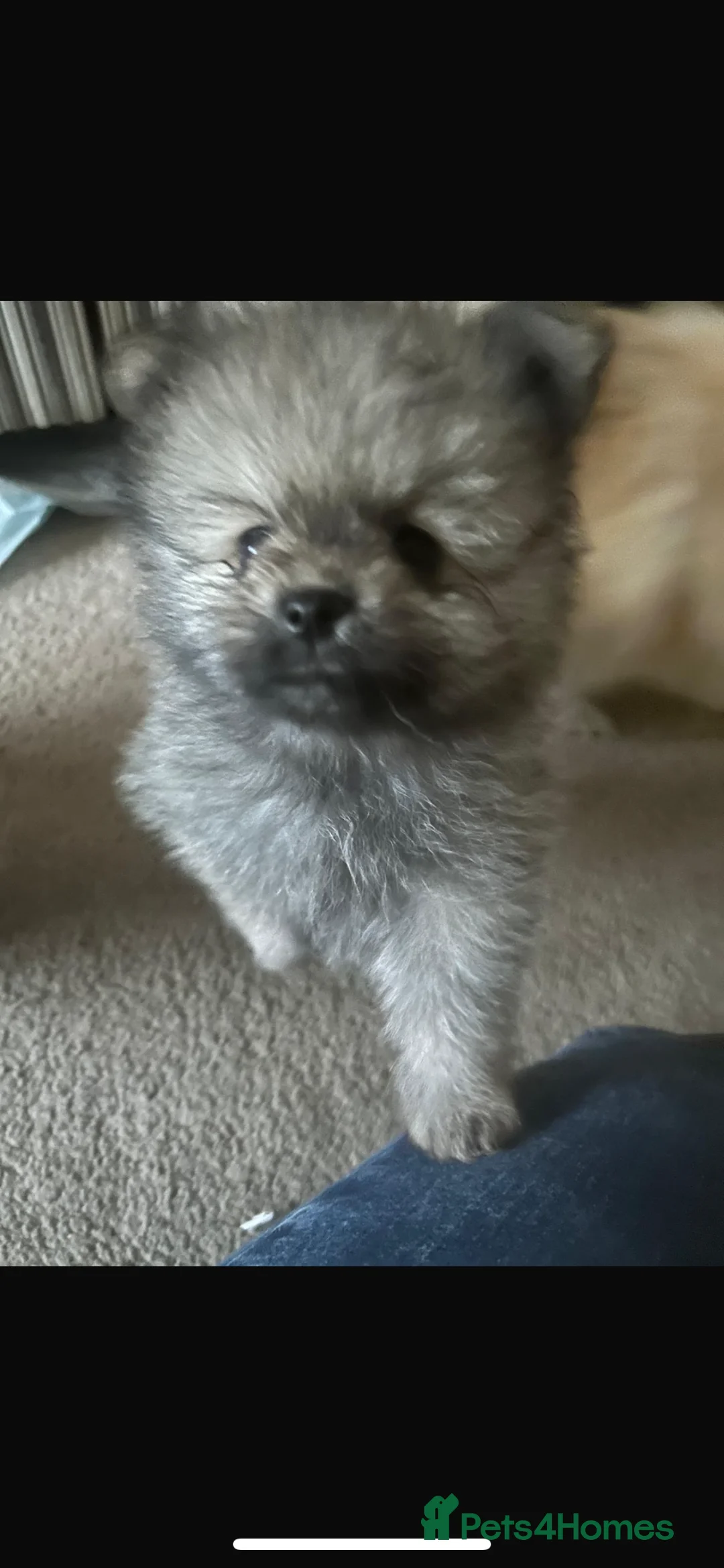 Pomeranian dogs for sale: 5 Generation champion Russian bloodline - Advert 17