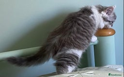Mixed Breed cats for sale: Beautiful grey and white fluffy boys - Image 3