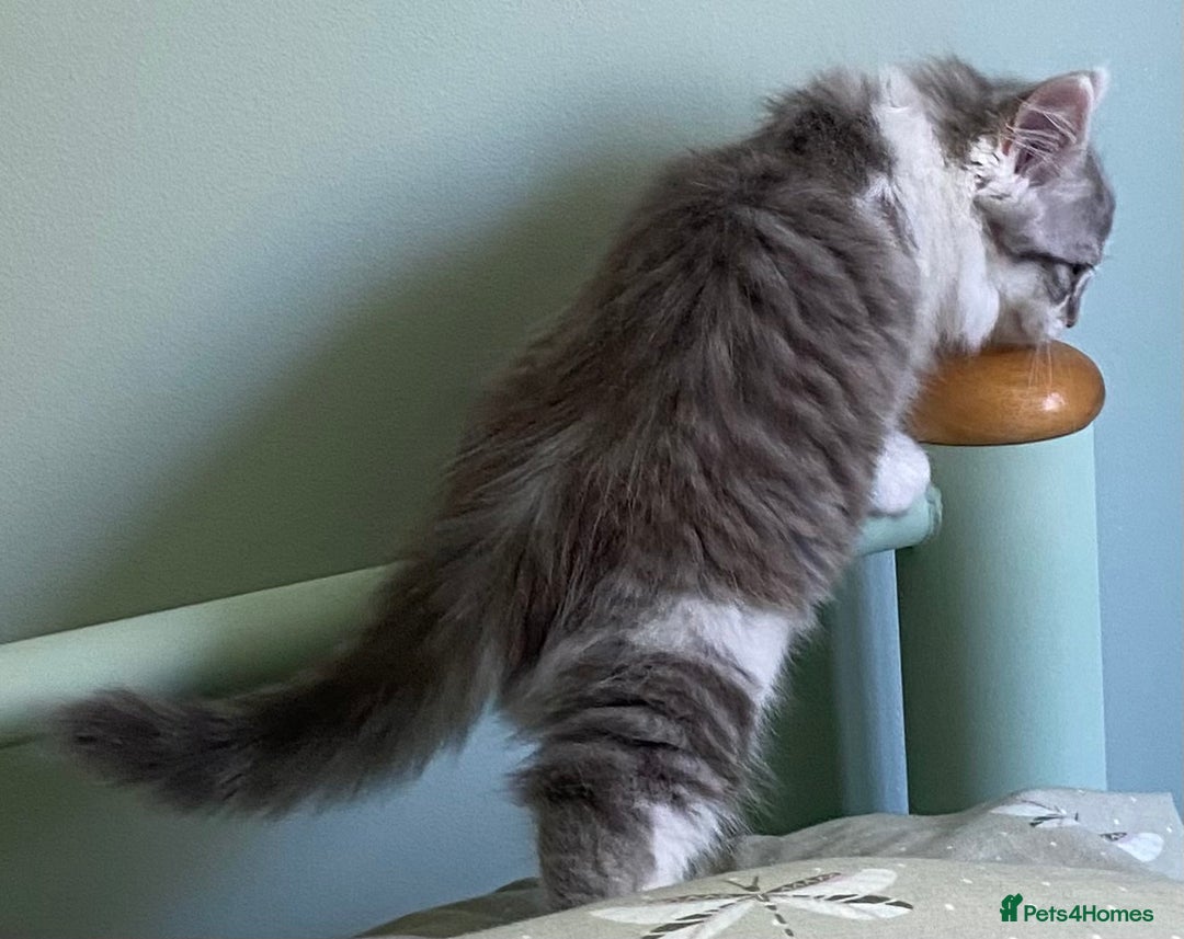 Mixed Breed cats for sale: Beautiful grey and white fluffy boys - Image 3